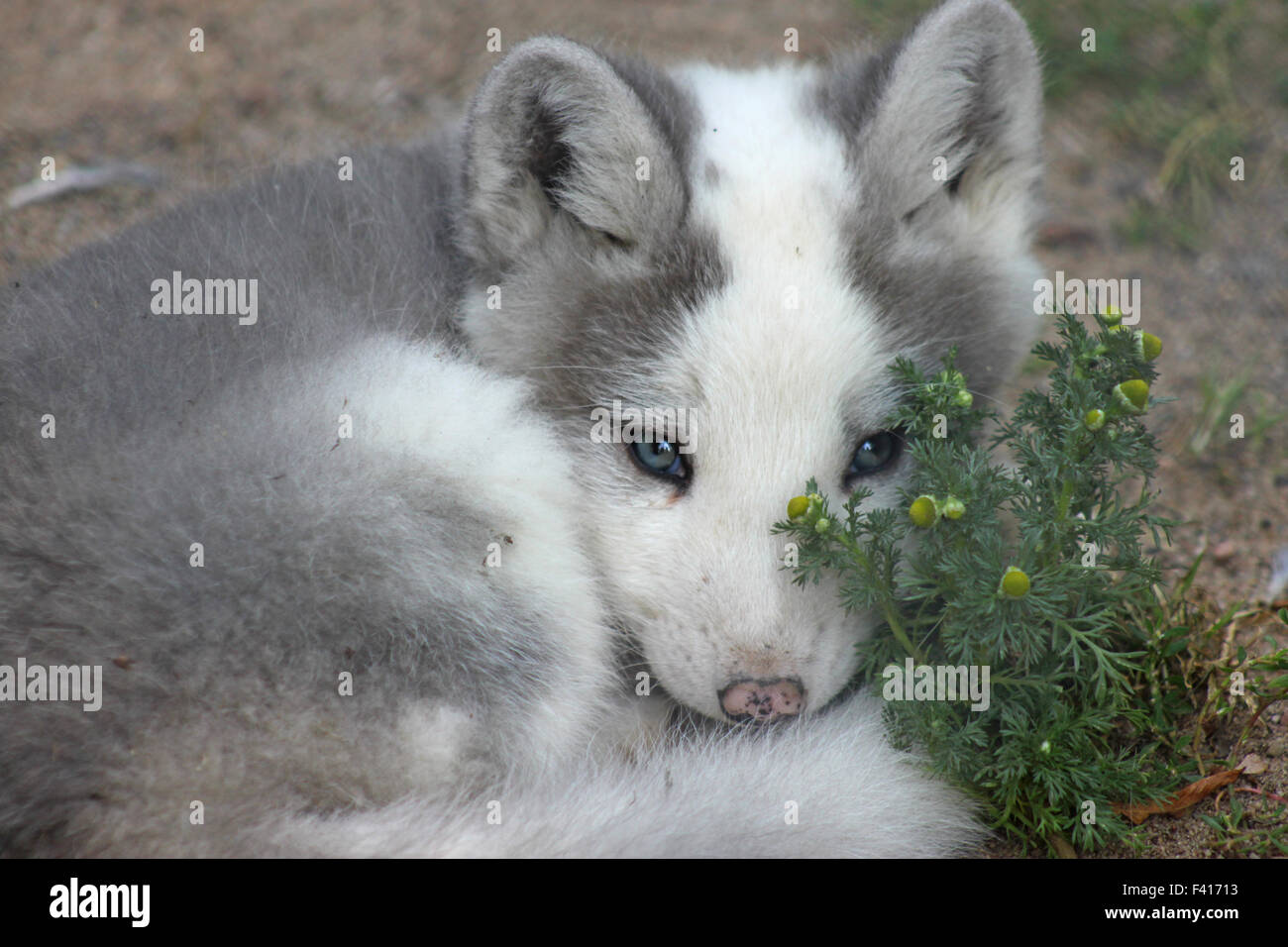 zorro ártico Foto de stock