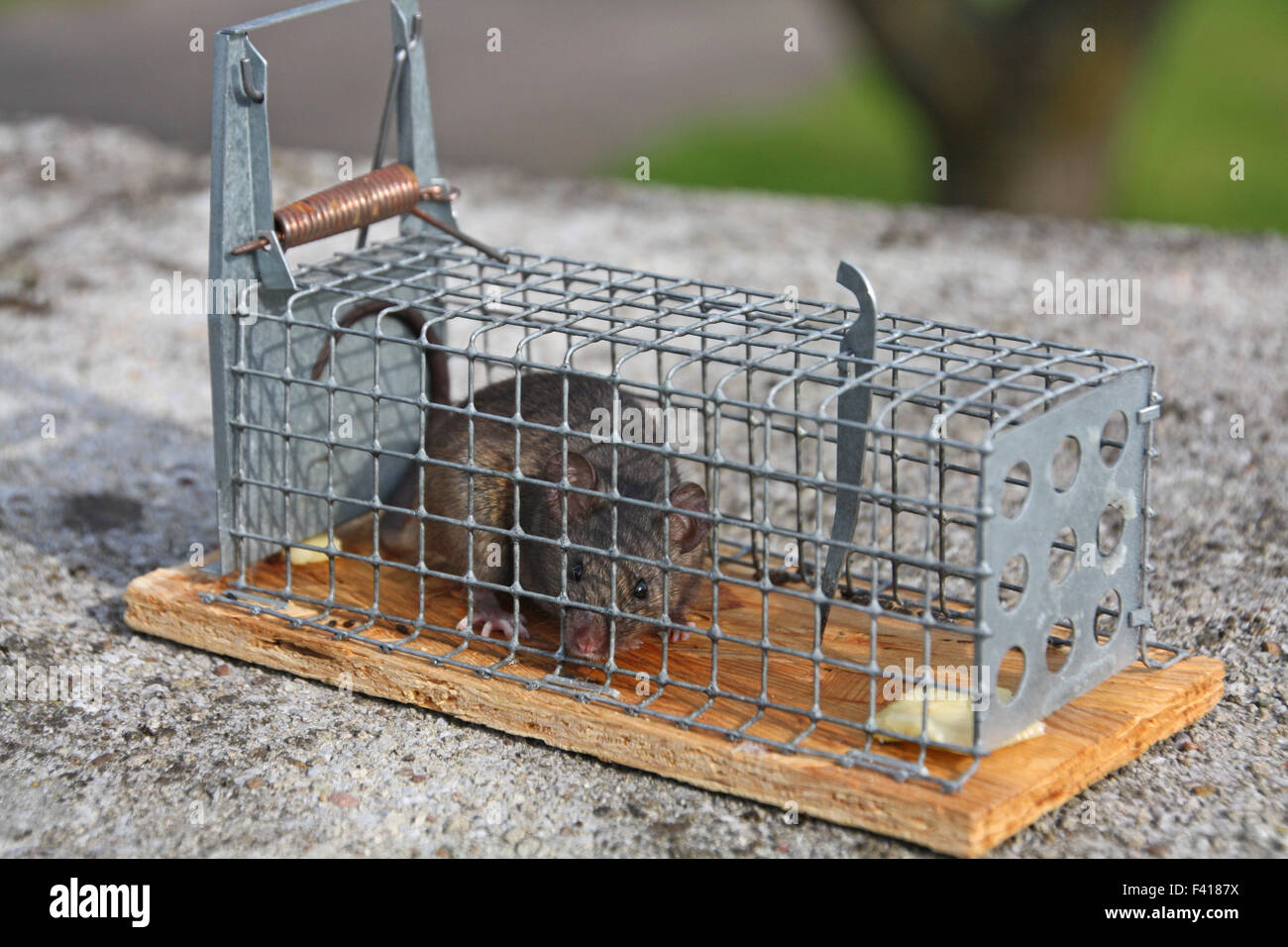 ratón en una trampa Foto de stock