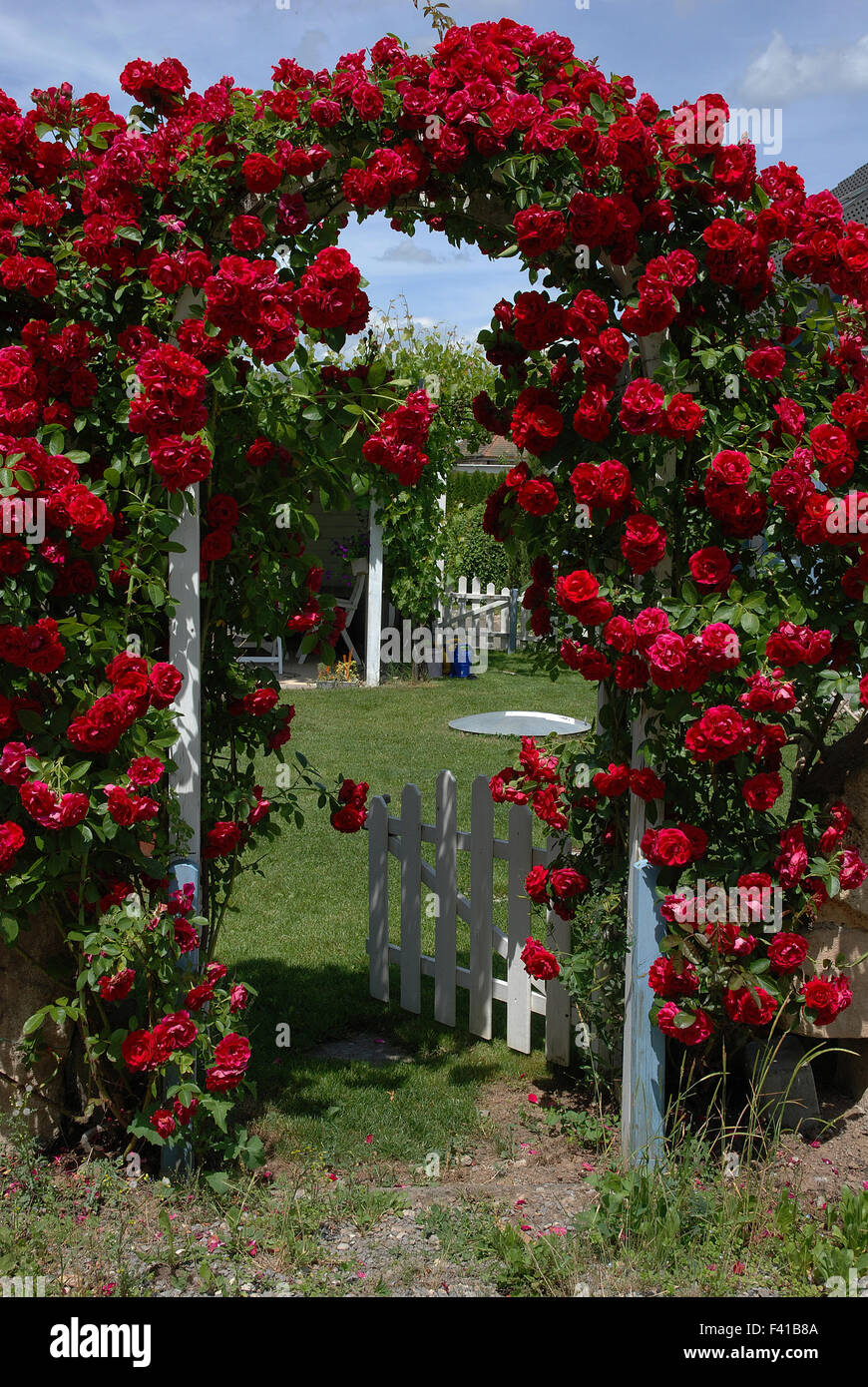 Rosas en un jardín puerta Foto de stock
