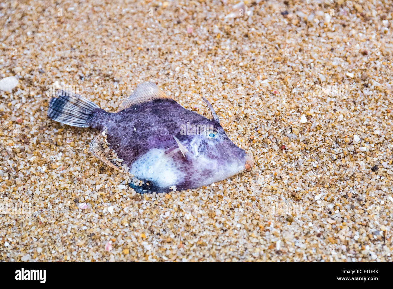 Los peces marinos muertos en la arena Foto de stock