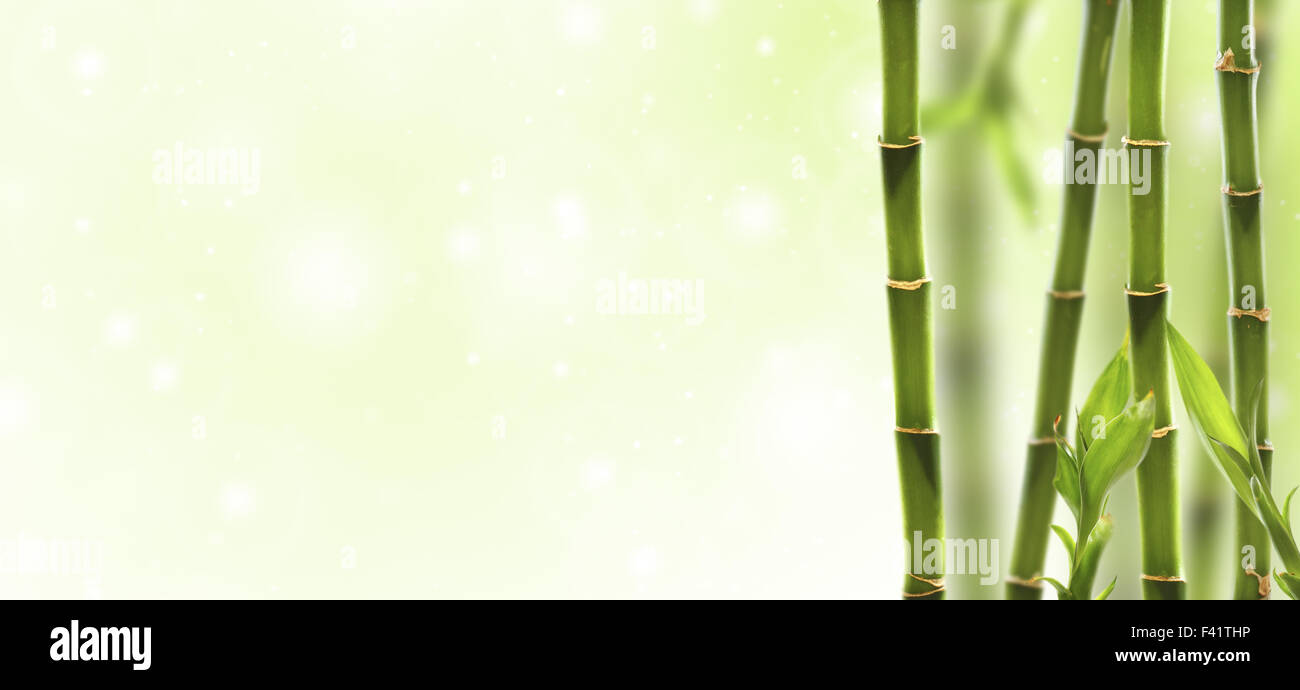 Collage con tallos y hojas de Dracaena. Foto de stock