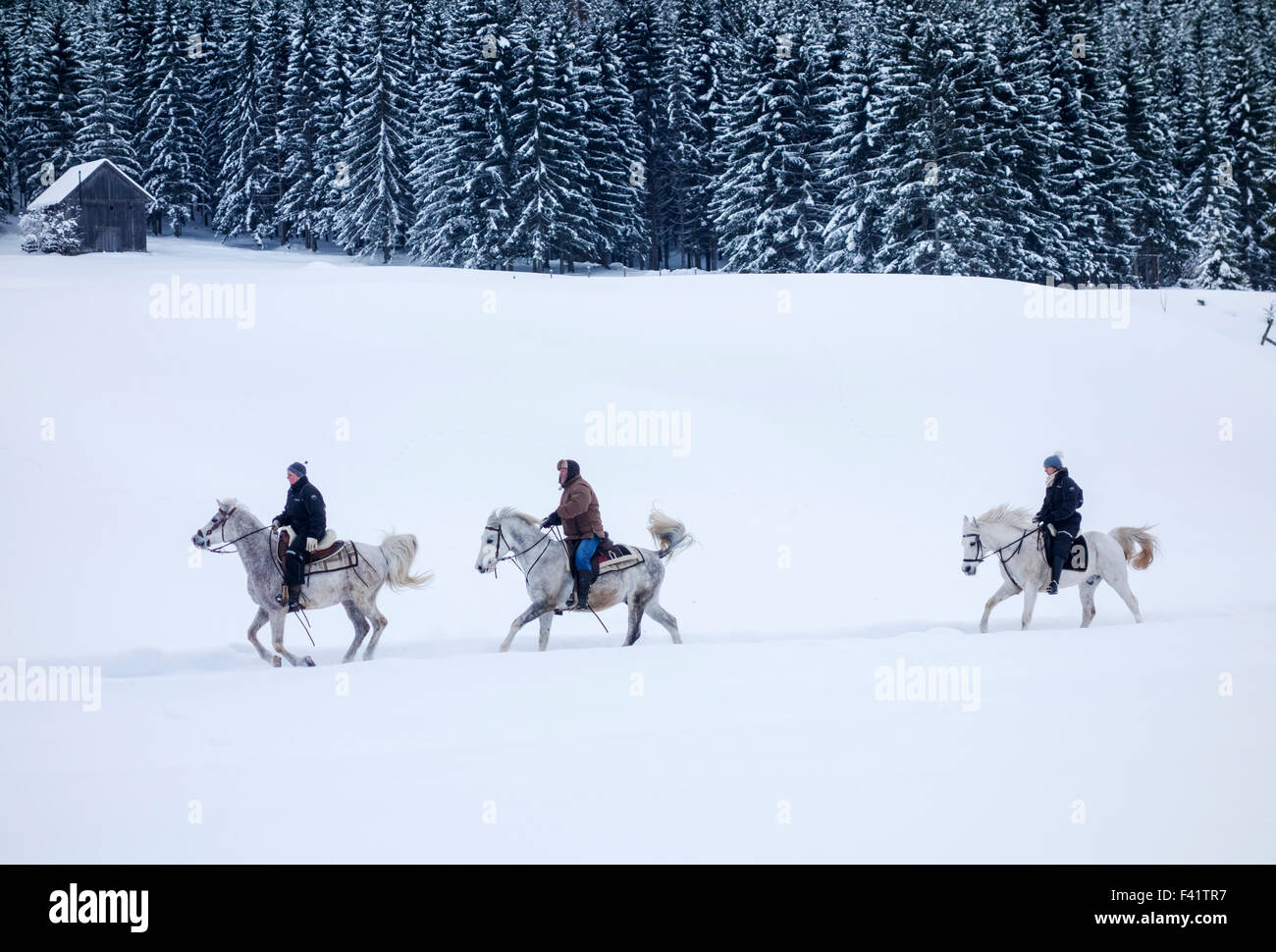 Los jinetes de caballos en un paisaje invernal, krungl, Bad Mitterndorf, Estiria, Austria Foto de stock