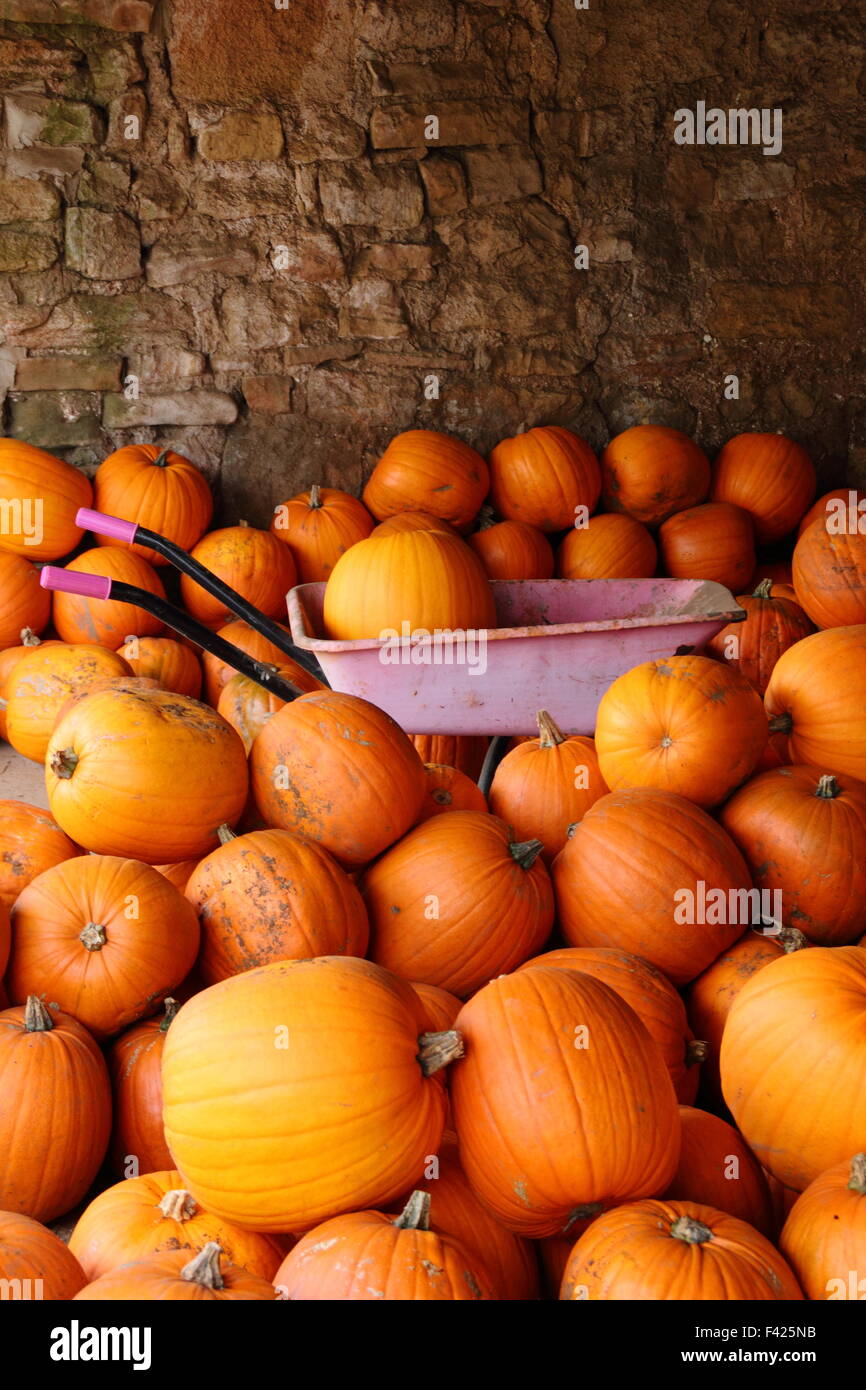 Calabazas recién cosechados almacenados en una granja Barn Inglés en preparación de ventas de Halloween y celebraciones, REINO UNIDO DE OCTUBRE Foto de stock