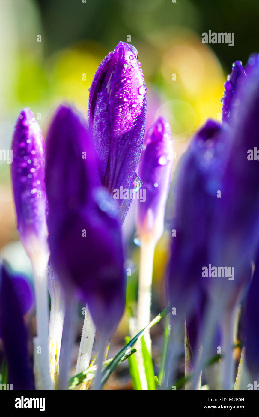 Flores de primavera Foto de stock