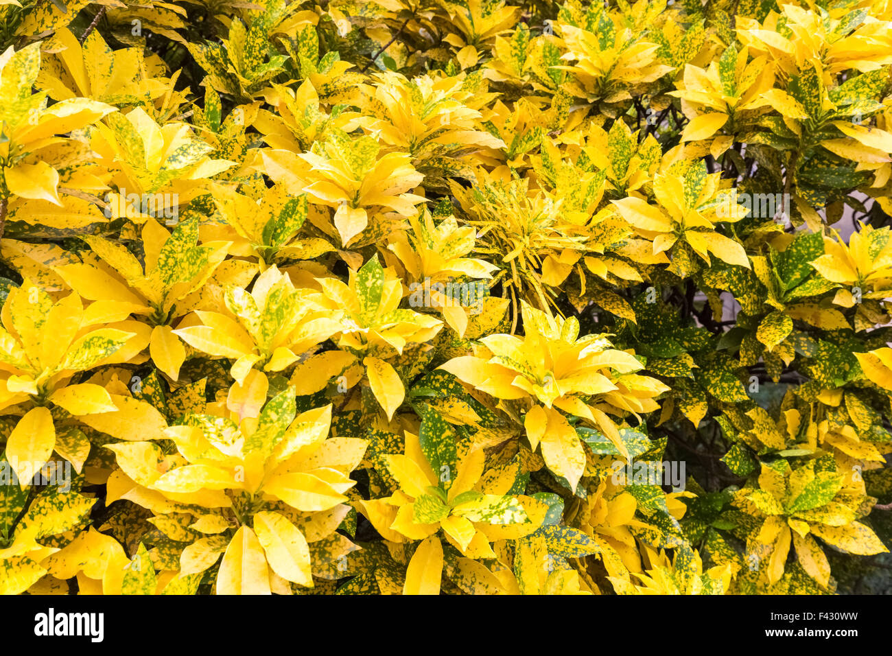 La brillante Codiaeum variegatum Foto de stock