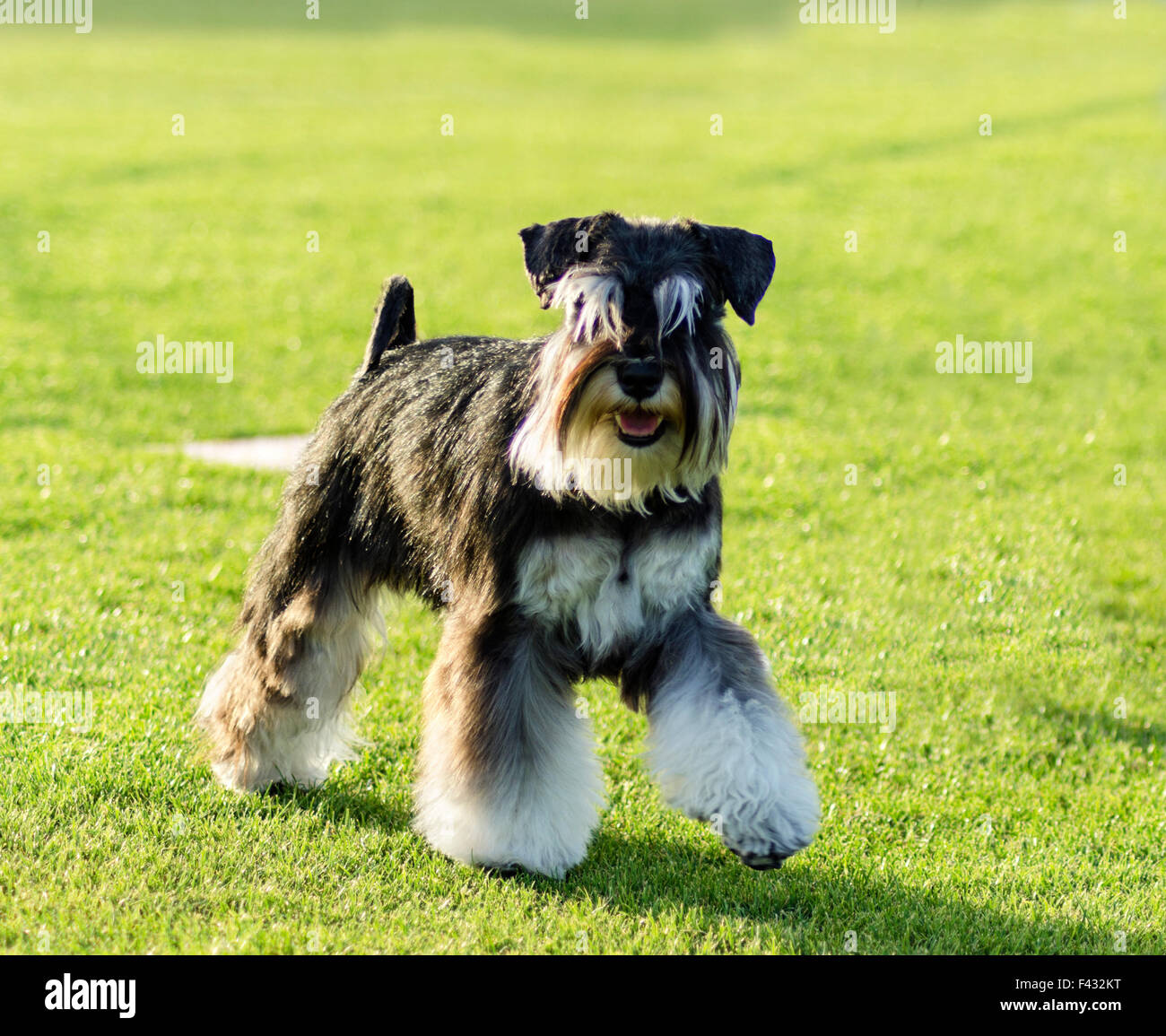 Un pequeño Schnauzer miniatura negro y plata pasear perros en el césped,  mirando muy feliz. Es conocido por ser una inteligente Fotografía de stock  - Alamy