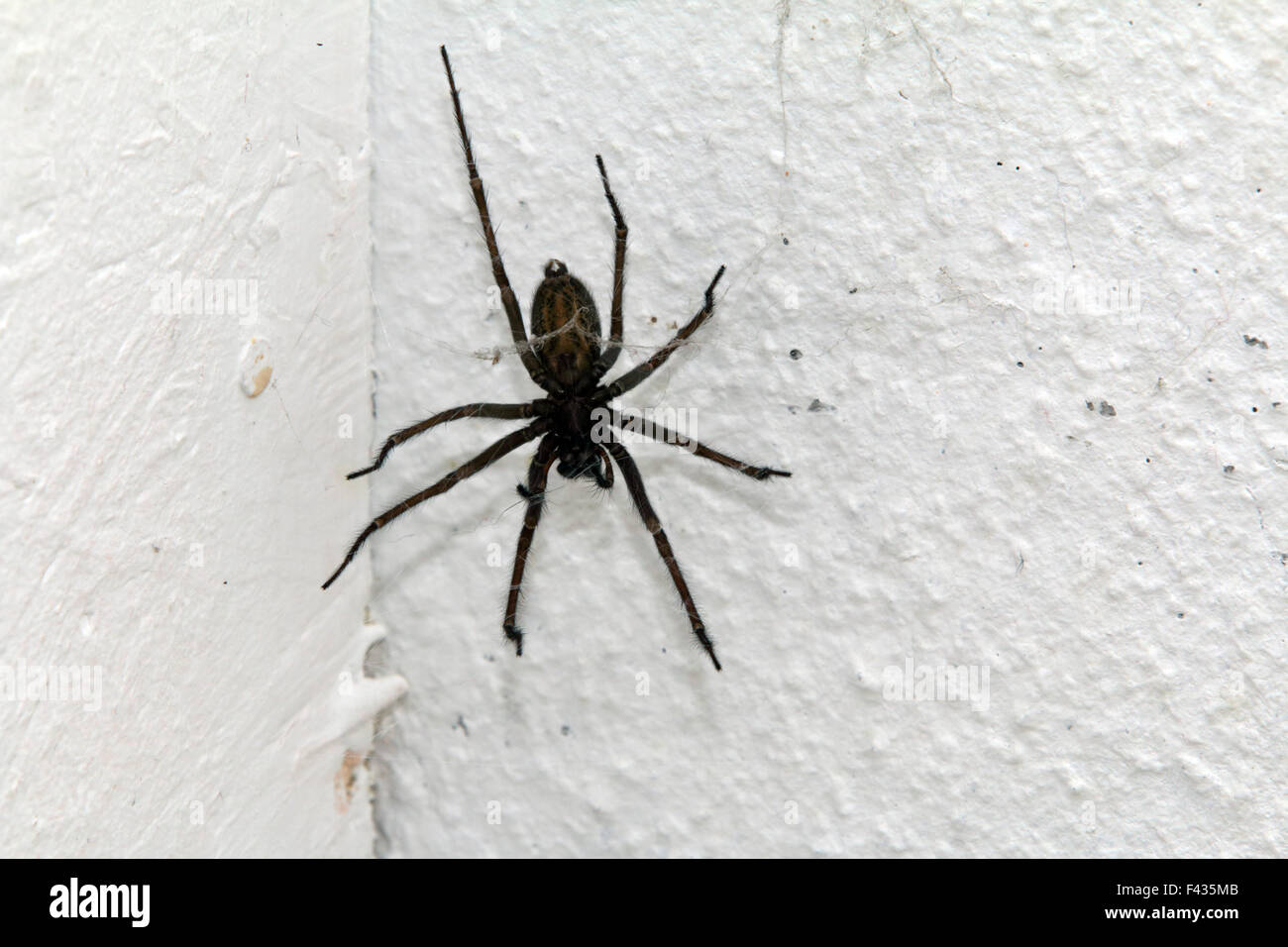 Eratigena atrica, casa gigante spider Foto de stock