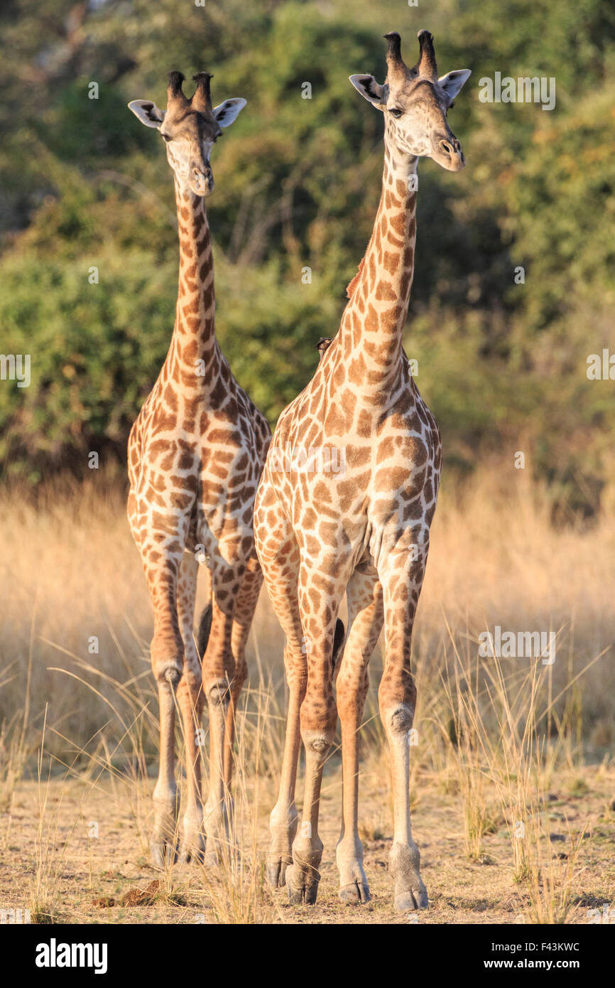Thornicroft jirafa (Giraffa camelopardalis thornicroftii), South Luangwa National Park, Sambia Foto de stock