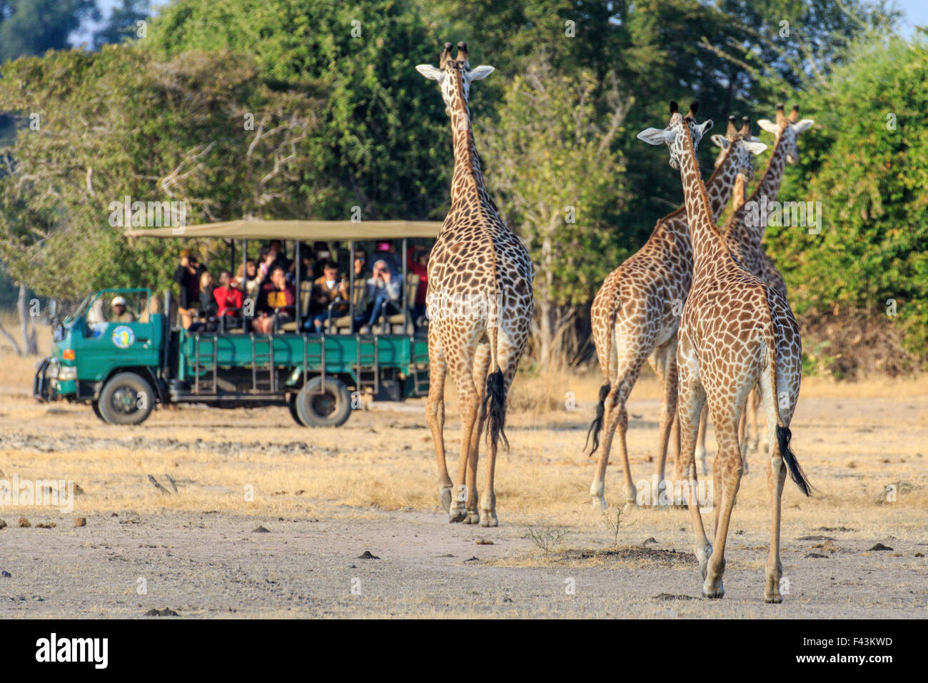Thornicroft jirafa (Giraffa camelopardalis thornicroftii), South Luangwa National Park, Sambia Foto de stock