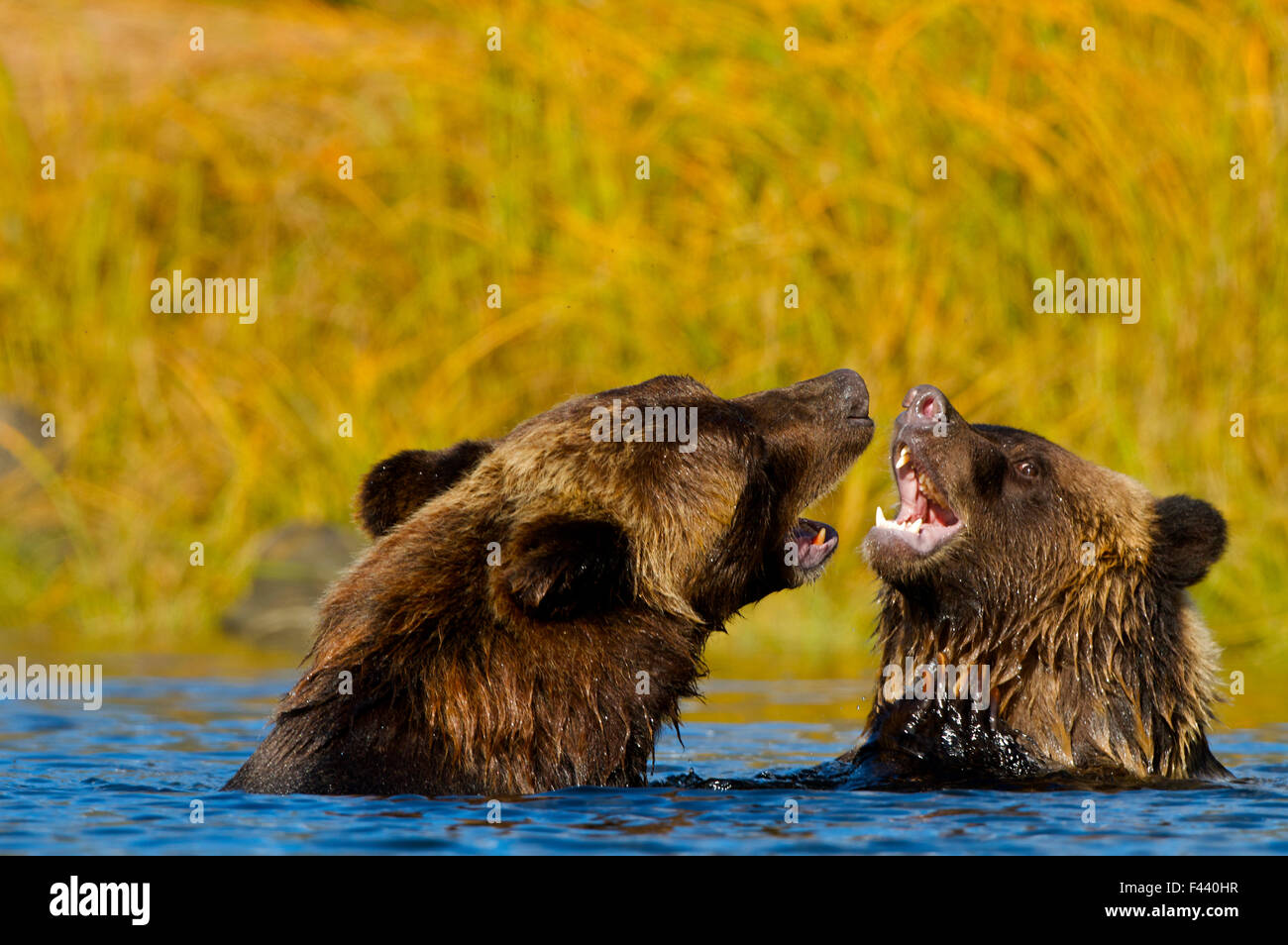Oso grizzly (Ursus arctos horribillis) y un cachorro en el agua, jugar combates. Great Bear Rainforest, British Columbia, Canadá, en septiembre. Foto de stock