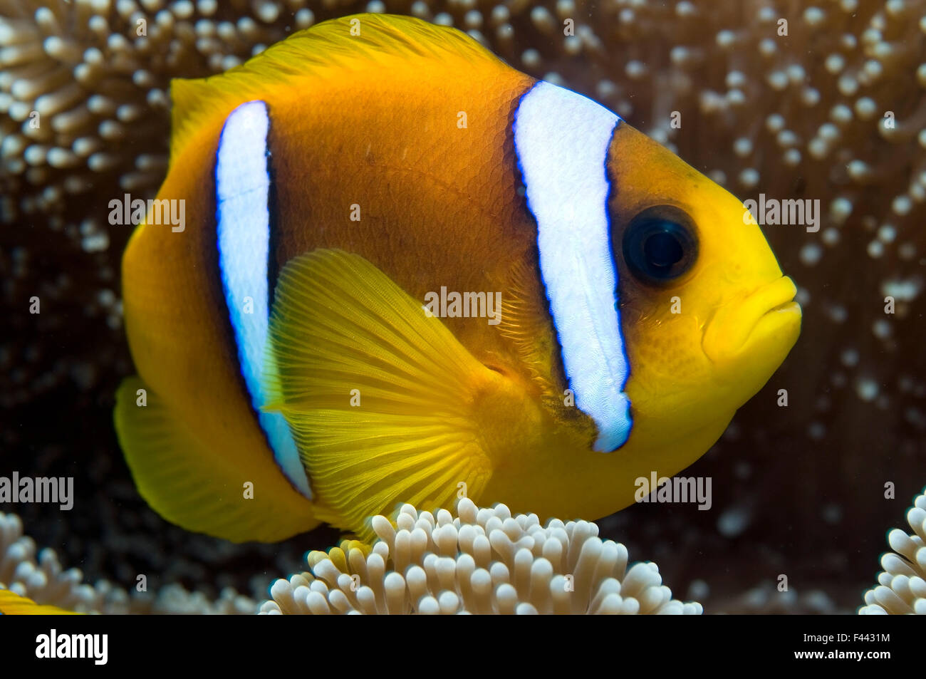 Mar Rojo anemonefish (Amphiprion bicinctus) en la anémona de mar, Mar Rojo. Foto de stock