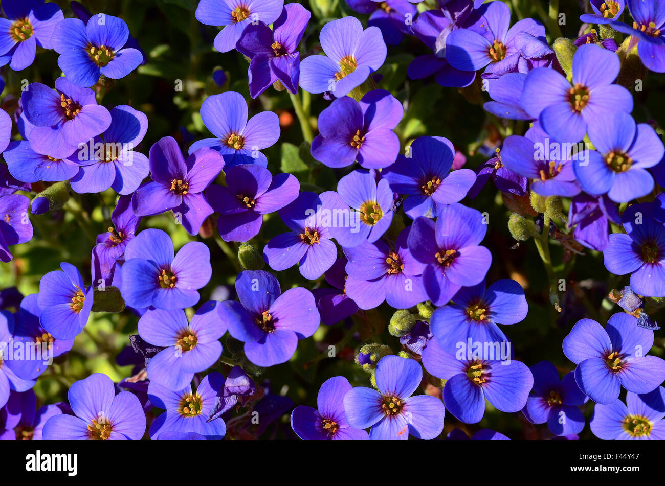 Flor Azul, flor Foto de stock