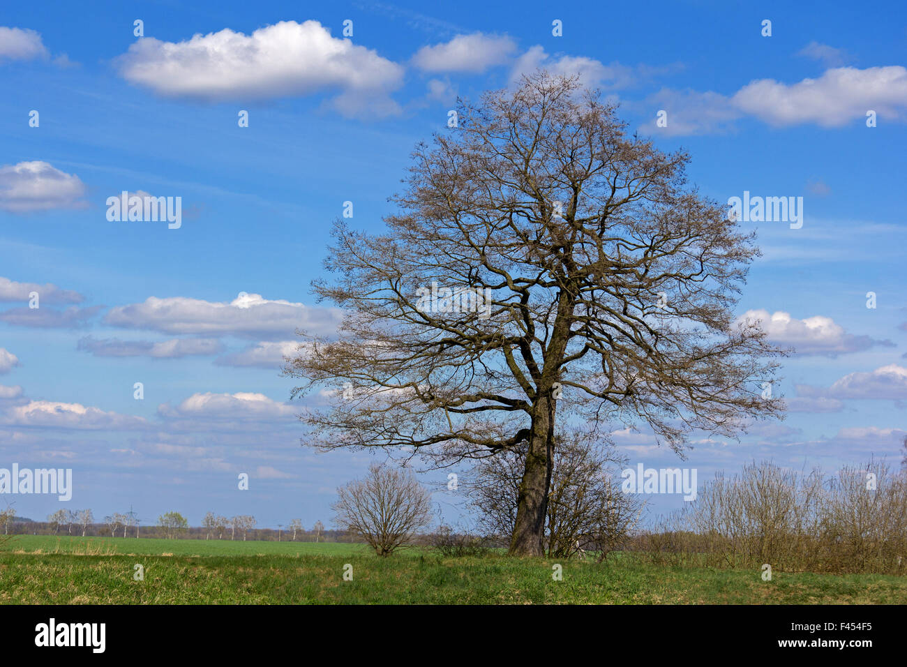 árbol grande Foto de stock