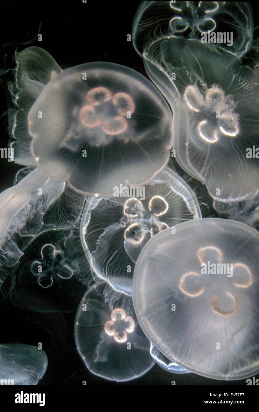 Medusas o gelatinas son cnidarios, animales marinos de natación libre compuesto de un paraguas gelatinoso con forma de campana y trailing tentáculos. La campana puede licuar para locomoción, mientras tentáculos puede utilizarse para capturar a sus presas. Foto de stock