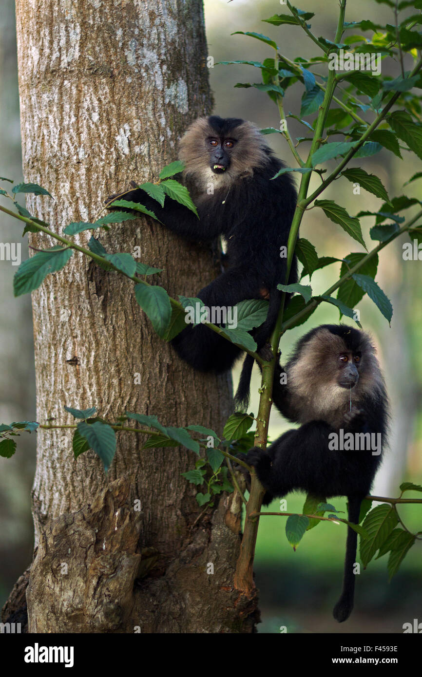 León-cola macaco (Macaca silenus) menores en un árbol. Anamalai reserva del tigre, Western Ghats, Tamil Nadu, India. Foto de stock