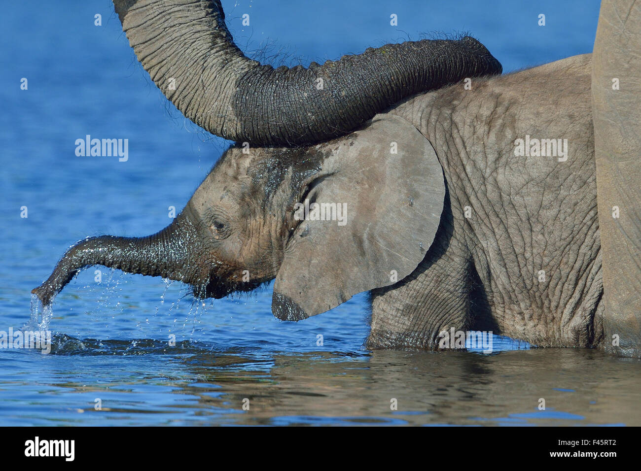 Elefante africano (Loxodonta africana) de la pantorrilla en el agua con la madre tranquilizadora descansando en el tronco, la cabeza del río Chobe, Botswana, abril, especies vulnerables. Foto de stock