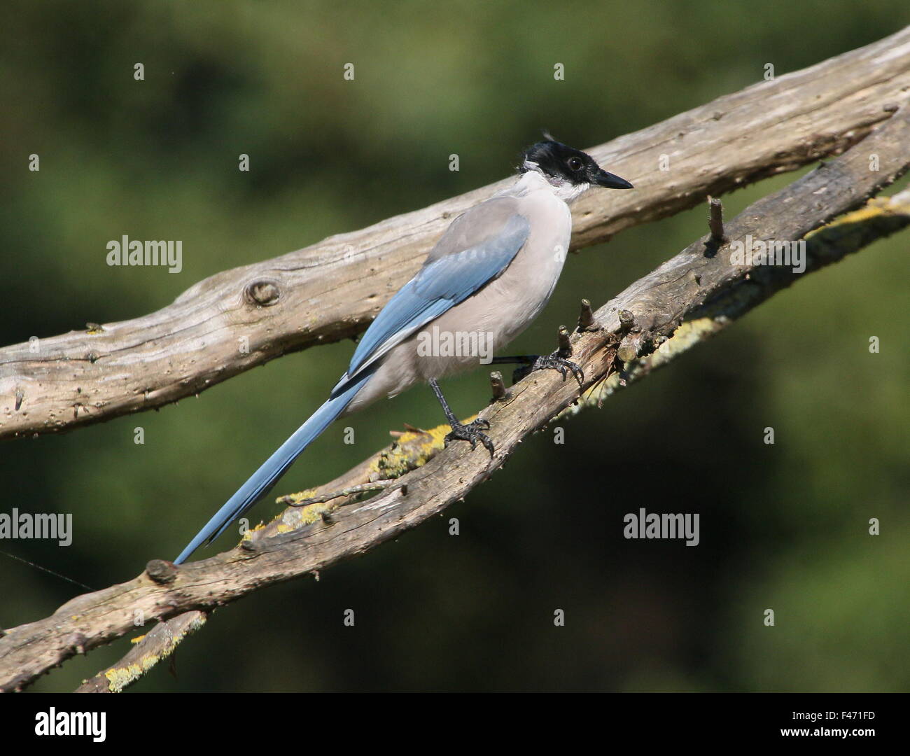 Asia oriental alada Azure urraca (Cyanopica cyanus) Foto de stock