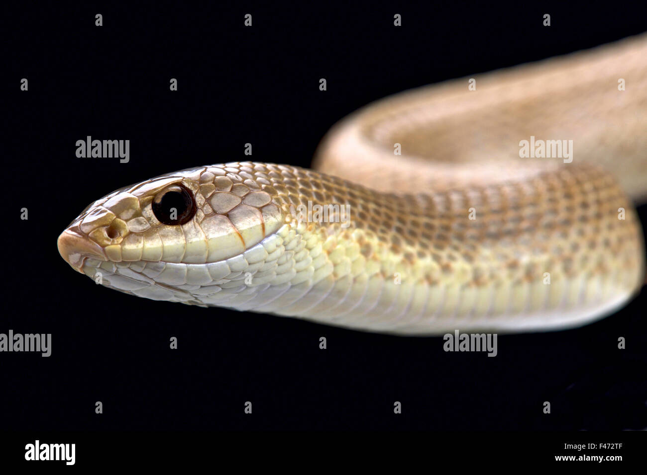 Rubio hognose snake (Leioheterodon modestus) Foto de stock