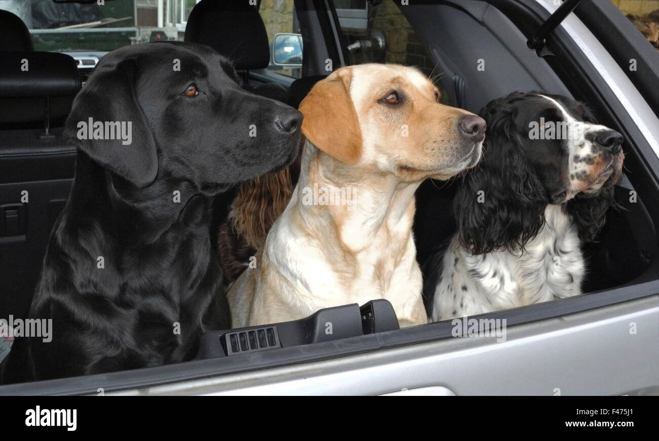 Labradores y Springer épagneuls en guardia en coche ladridos de perros de alerta Foto de stock