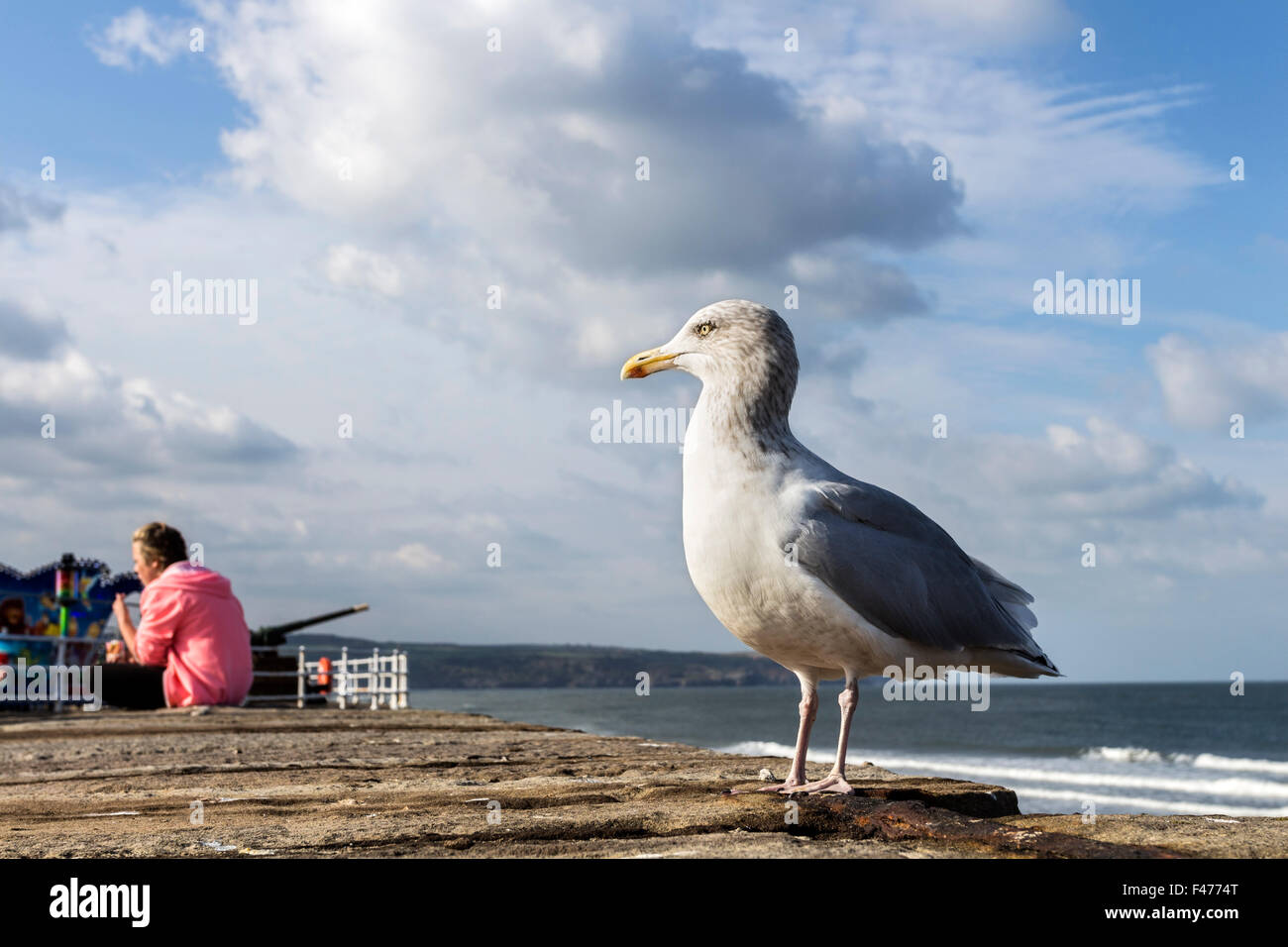 Seagull ver a alguien comer y esperando una oportunidad para comer algo, Whitby, North Yorkshire, Reino Unido Foto de stock