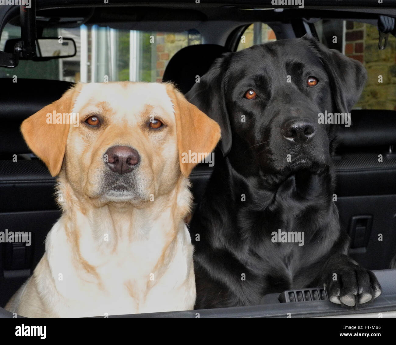 Dos perros labrador amarillo y negro en el maletero de un coche custodiando alerta Foto de stock