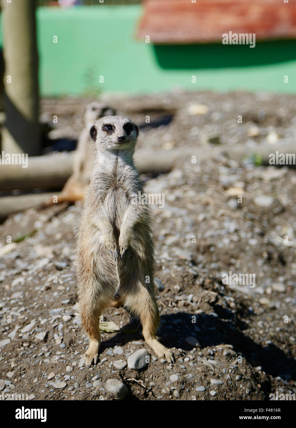 Un solitario suricata o de pie sobre el mirador Foto de stock