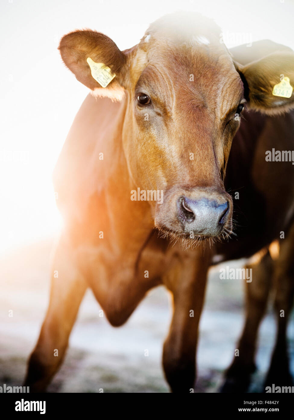 Retrato de una vaca, Suecia. Foto de stock