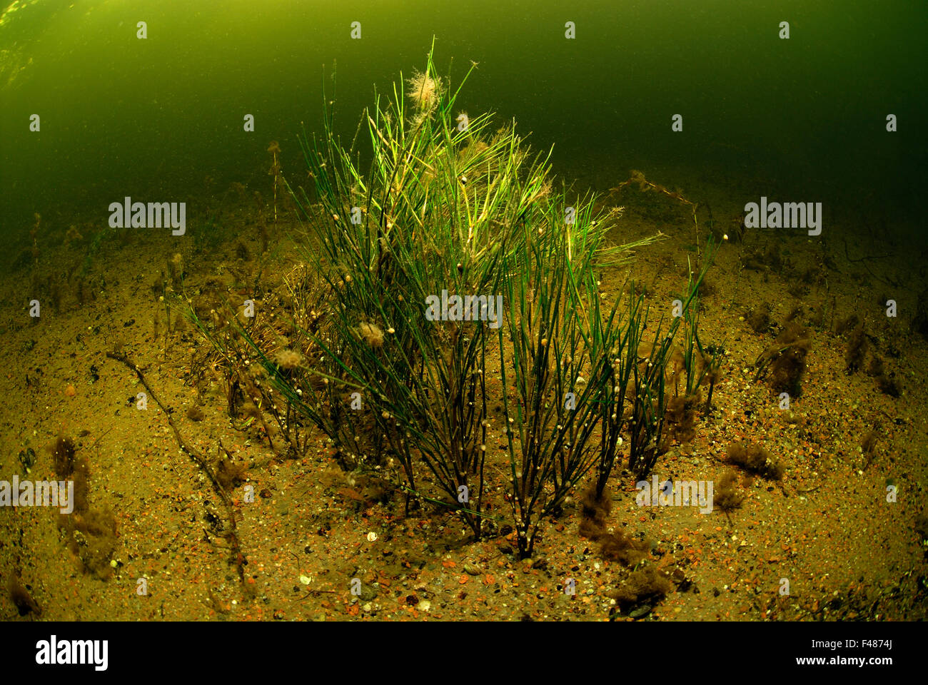 Fotografía Submarina en el Mar Báltico. Foto de stock