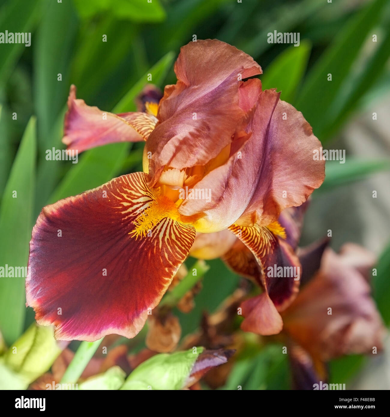Hermosa flor iris closeup naranja. Foto de stock