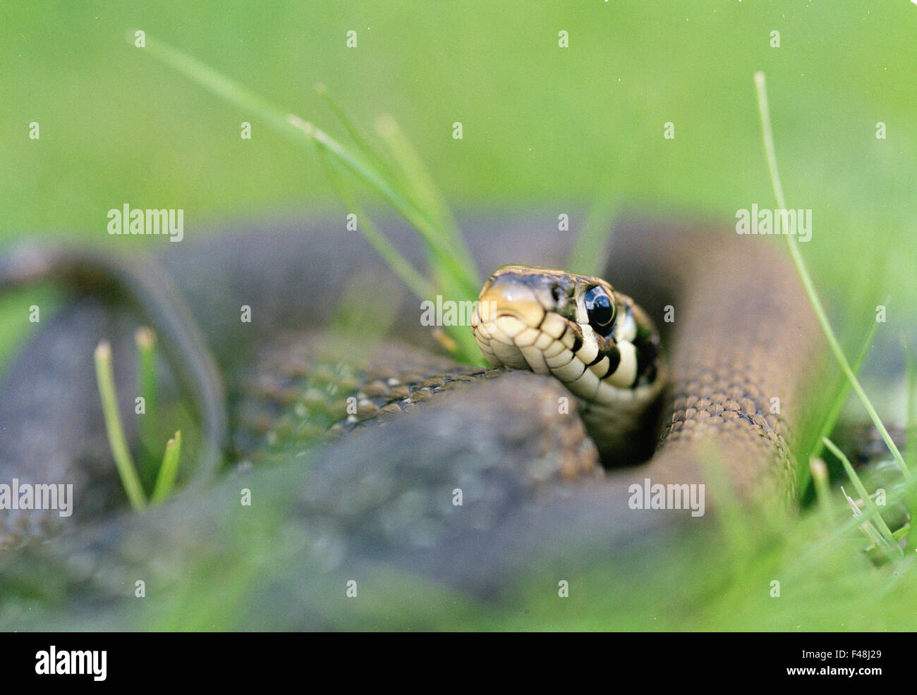 Anfibios negro cerca día imágenes en color gris de la serpiente de la hierba de pasto Haninge horizontal cabeza animales invertebrados mentir al aire libre Foto de stock