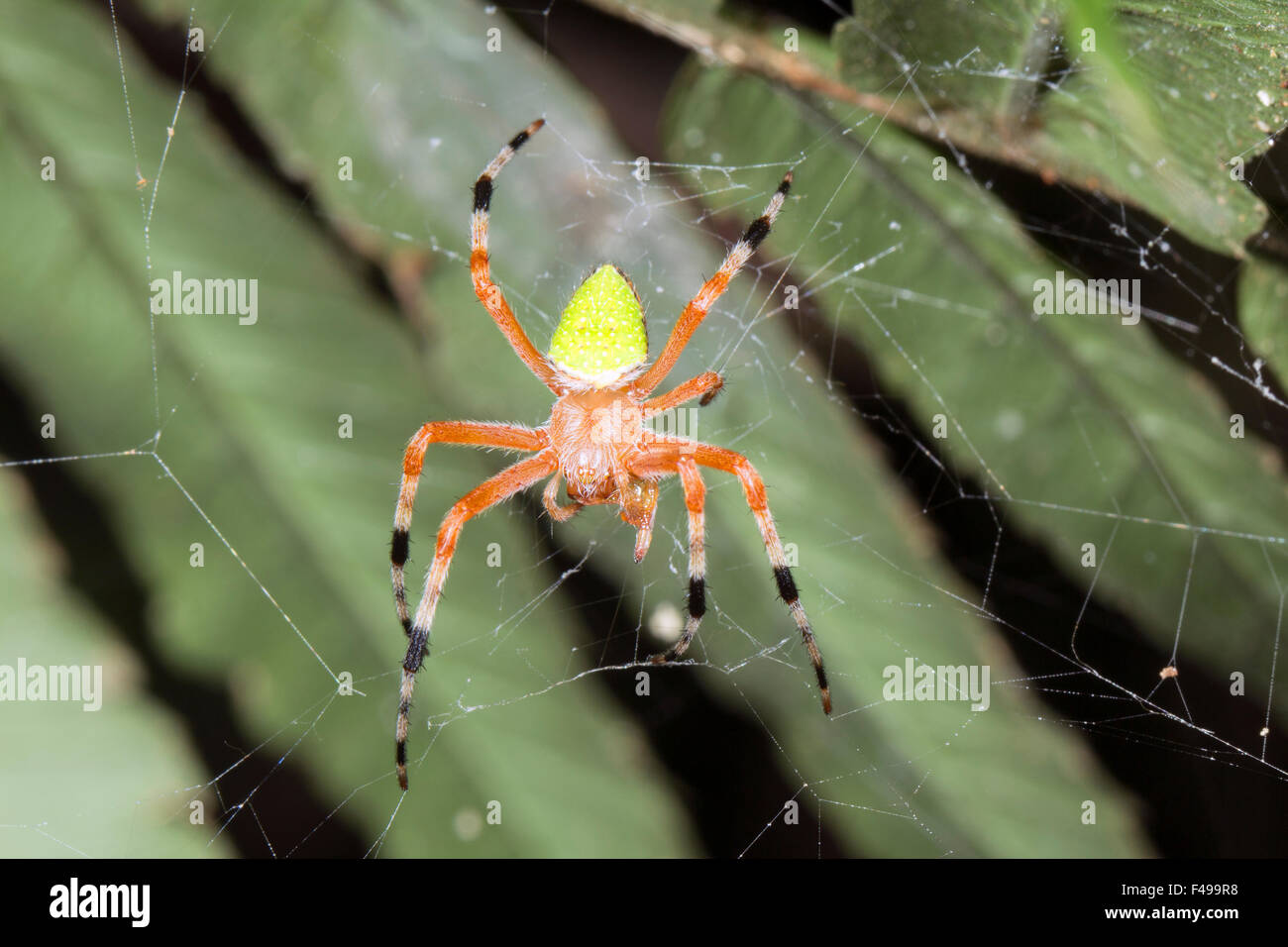 Araña de colores brillantes en un web en la selva, Ecuador Foto de stock