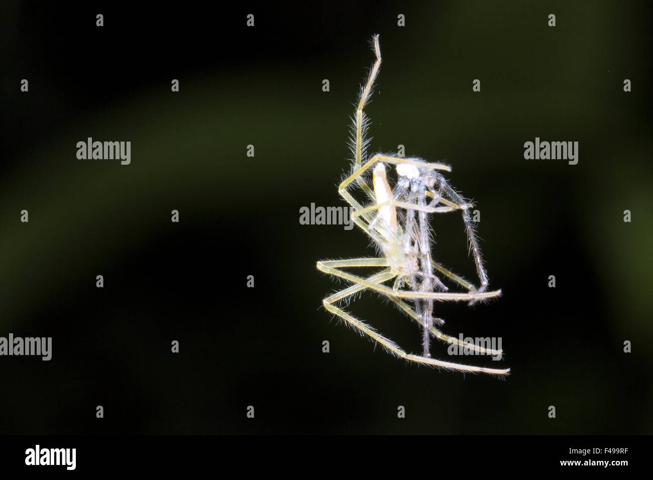 Araña colgando de un hilo de seda mantiene su piel vieja acaba de arrojar. En la selva de noche, Ecuador Foto de stock