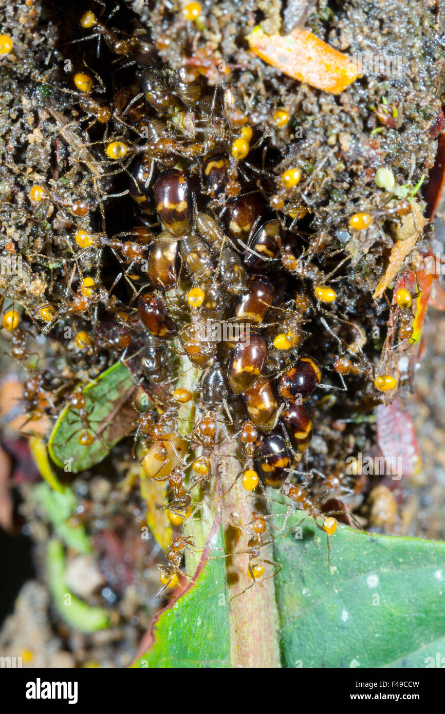 Las hormigas tendiendo un grupo de treehoppers en una planta de tallo Foto de stock
