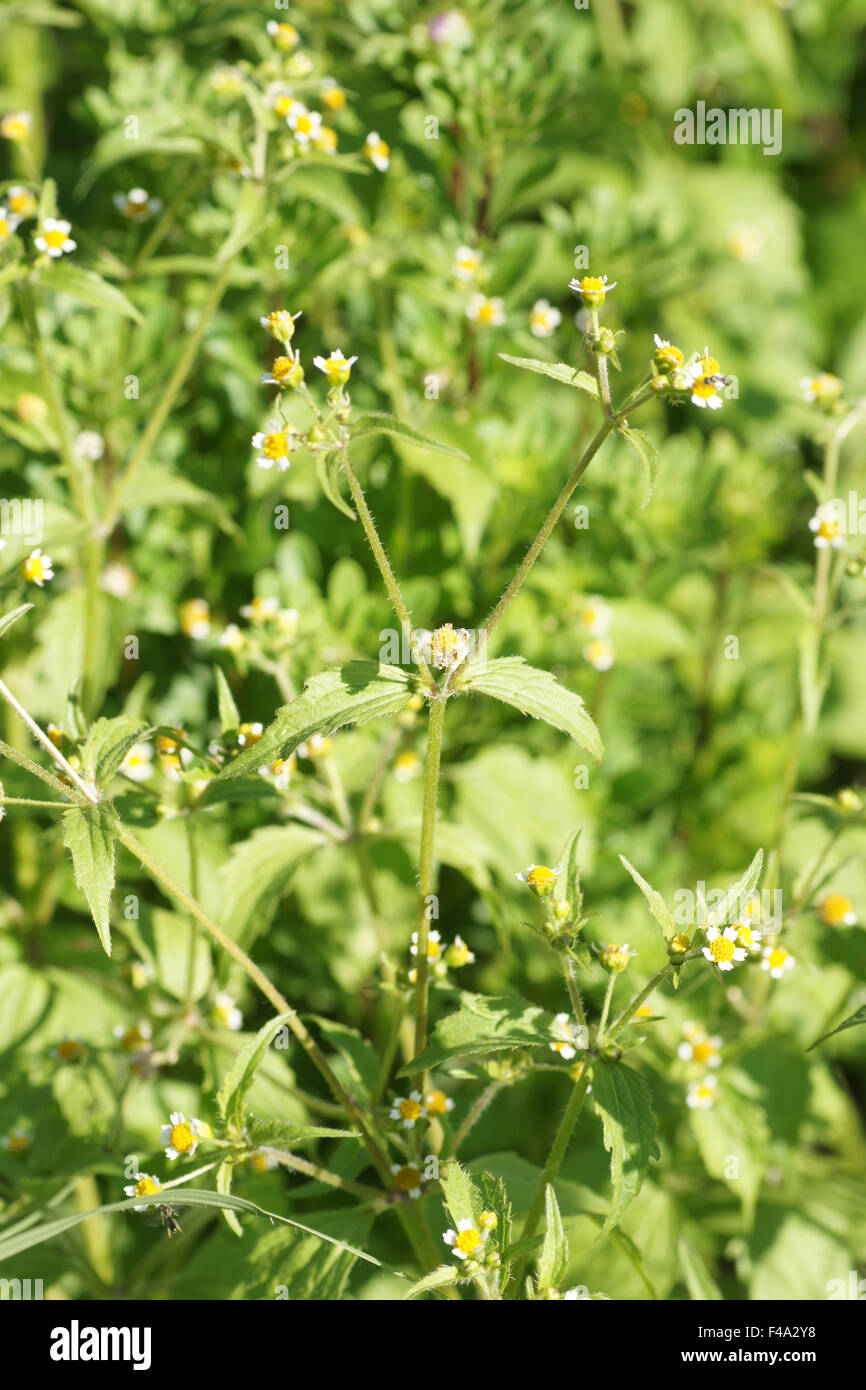 Quickweed Foto de stock