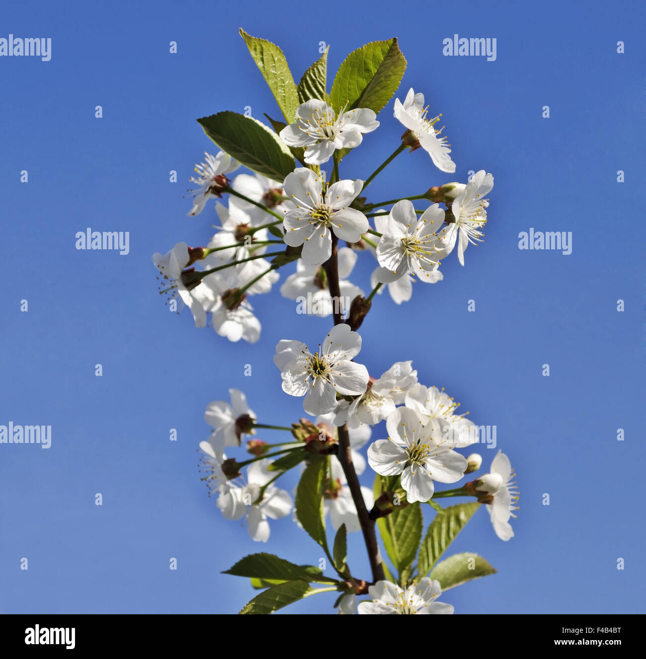 Los cerezos en flor Foto de stock