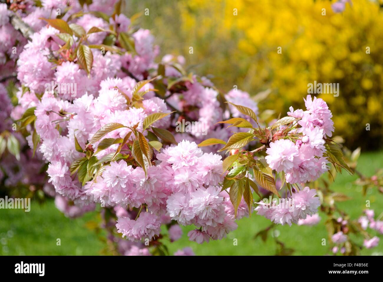Los cerezos en flor y la forsythia japonés Foto de stock