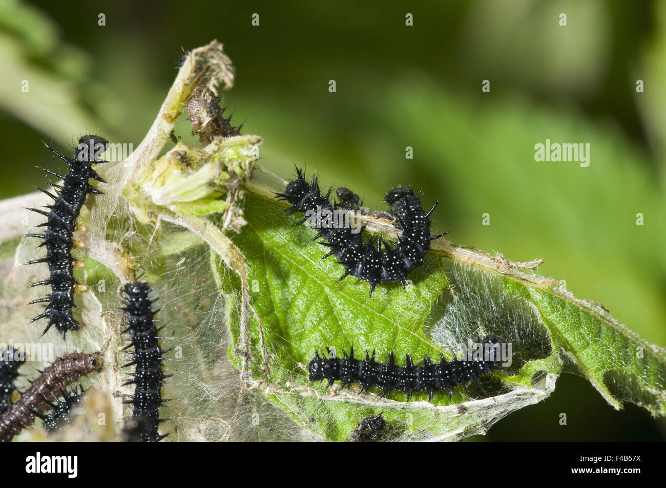 Caterpillar de Small Tortoiseshell Foto de stock