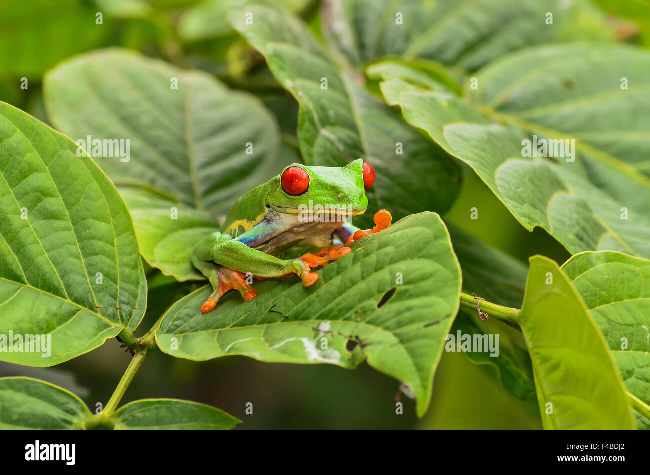 Red eyed Tree Frog Foto de stock