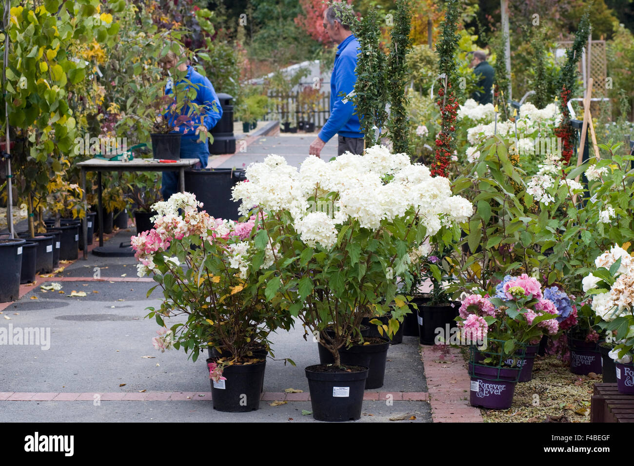 El personal plantar hortensias en en un centro jardinería Fotografía de stock -