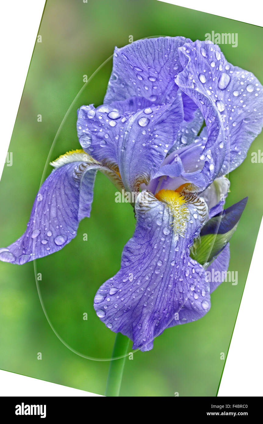 Iris húmedo con fondo blanco. Foto de stock
