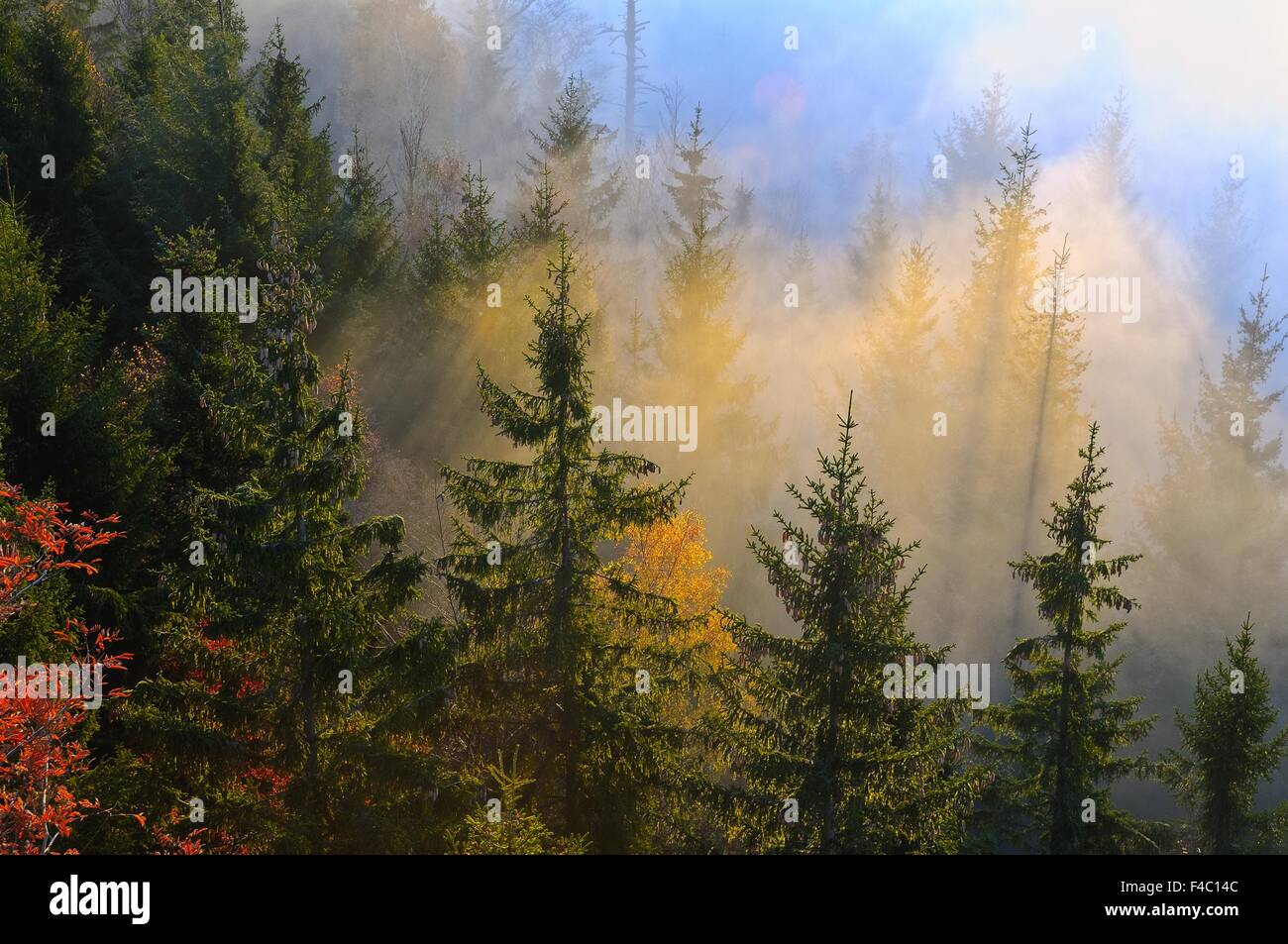 Colores en la niebla de noviembre Foto de stock