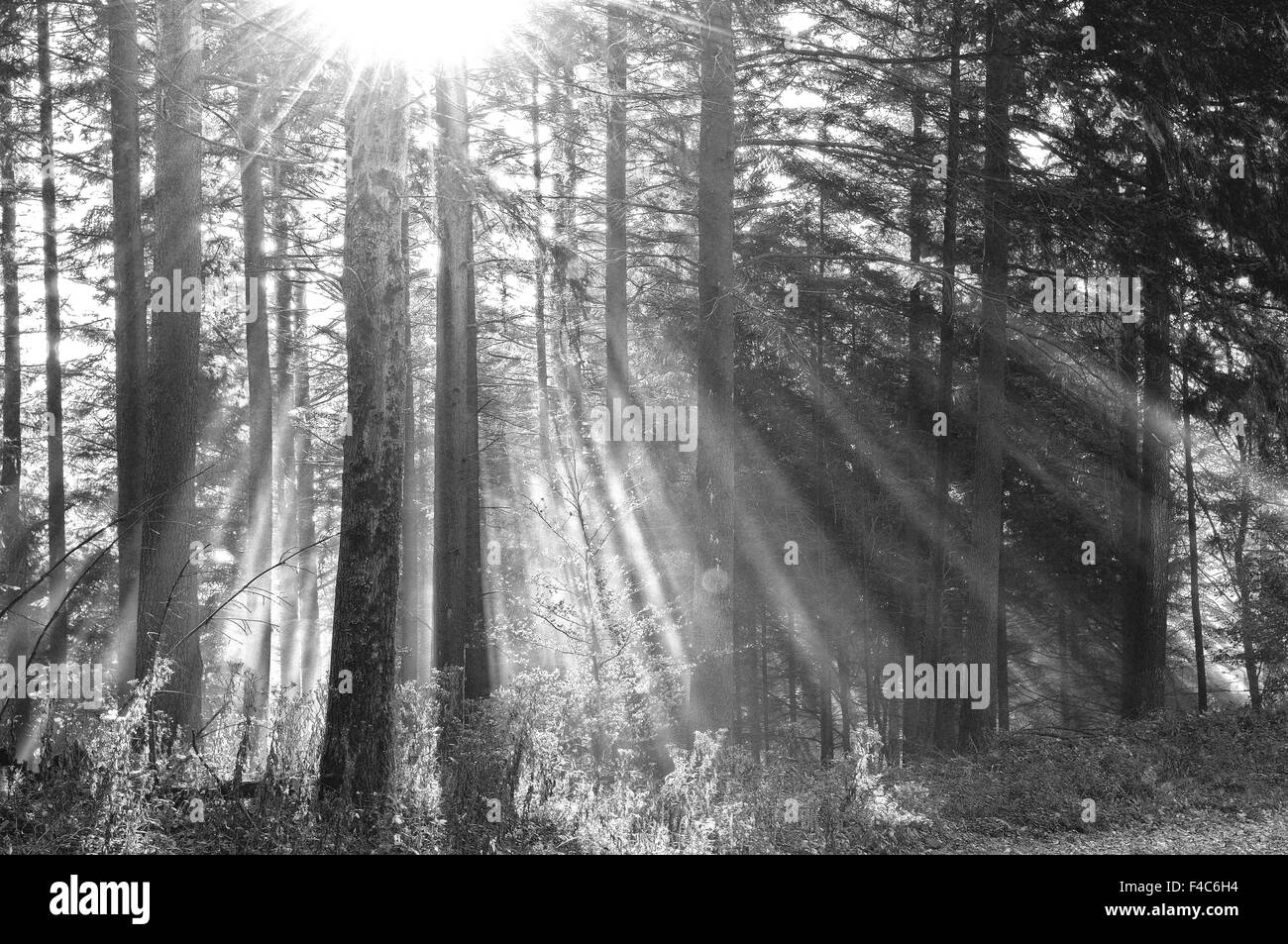 Los rayos solares inundado en el bosque nuboso bw Foto de stock