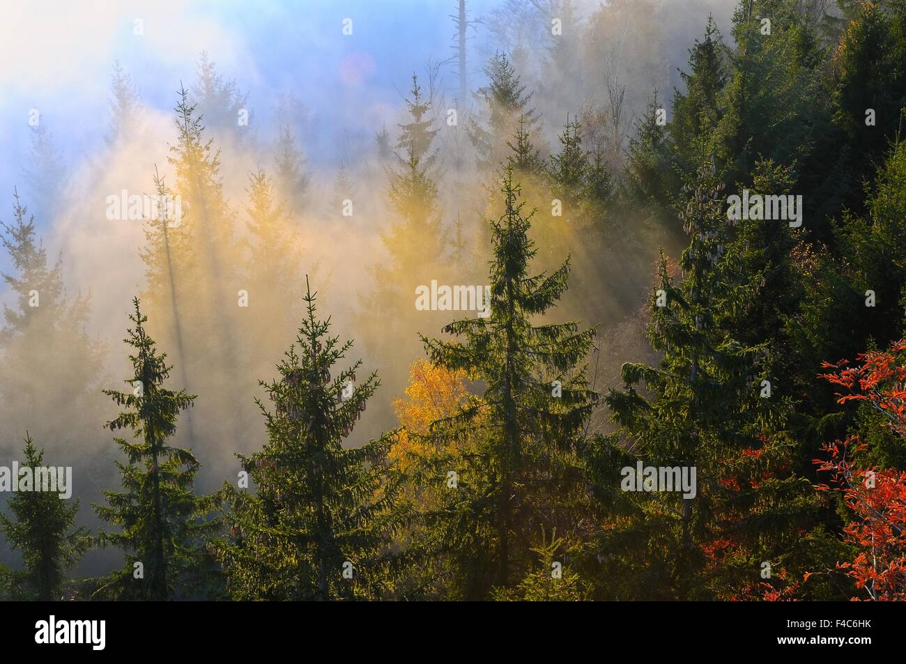 En el bosque de niebla de noviembre Foto de stock