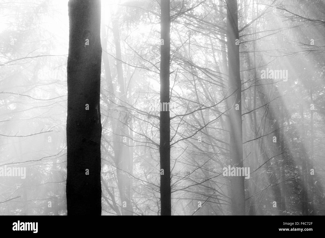 Bosque nuboso con rayos de sol en blanco y negro Foto de stock