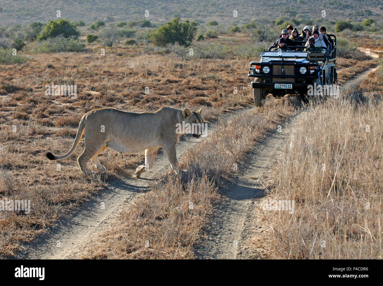 Sudáfrica, Kwandwe. Una leona pasa por delante de un vehículo de los visitantes a la Reserva de Caza de Kwandwe. Foto de stock