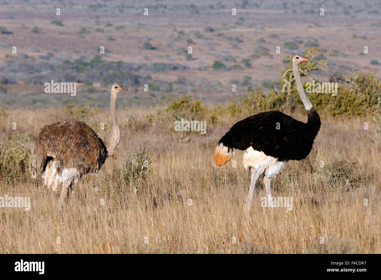 Sudáfrica, Kwandwe. Un par de avestruces en Sur Kwandwe Reserva de Caza. Foto de stock