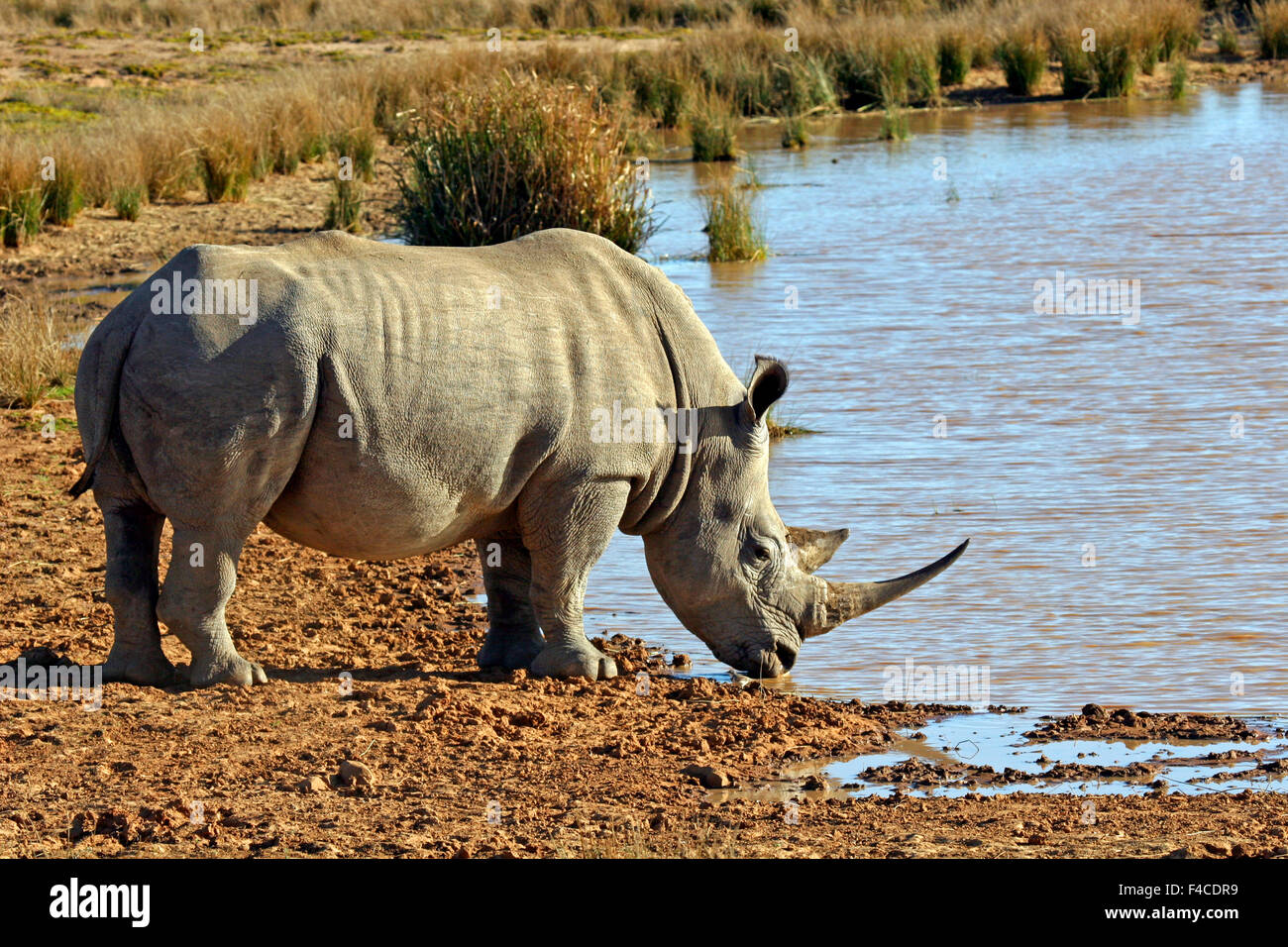 Sudáfrica, Kwandwe. Rinoceronte blanco meridional al abrevadero en Kwandwe Reserva de Caza. Foto de stock