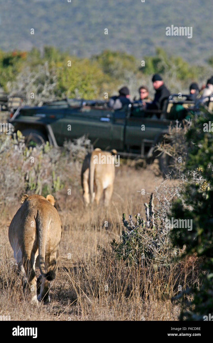 Sudáfrica, Kwandwe. Dos mujeres enfoque leones safari en vehículo Kwandwe. Foto de stock