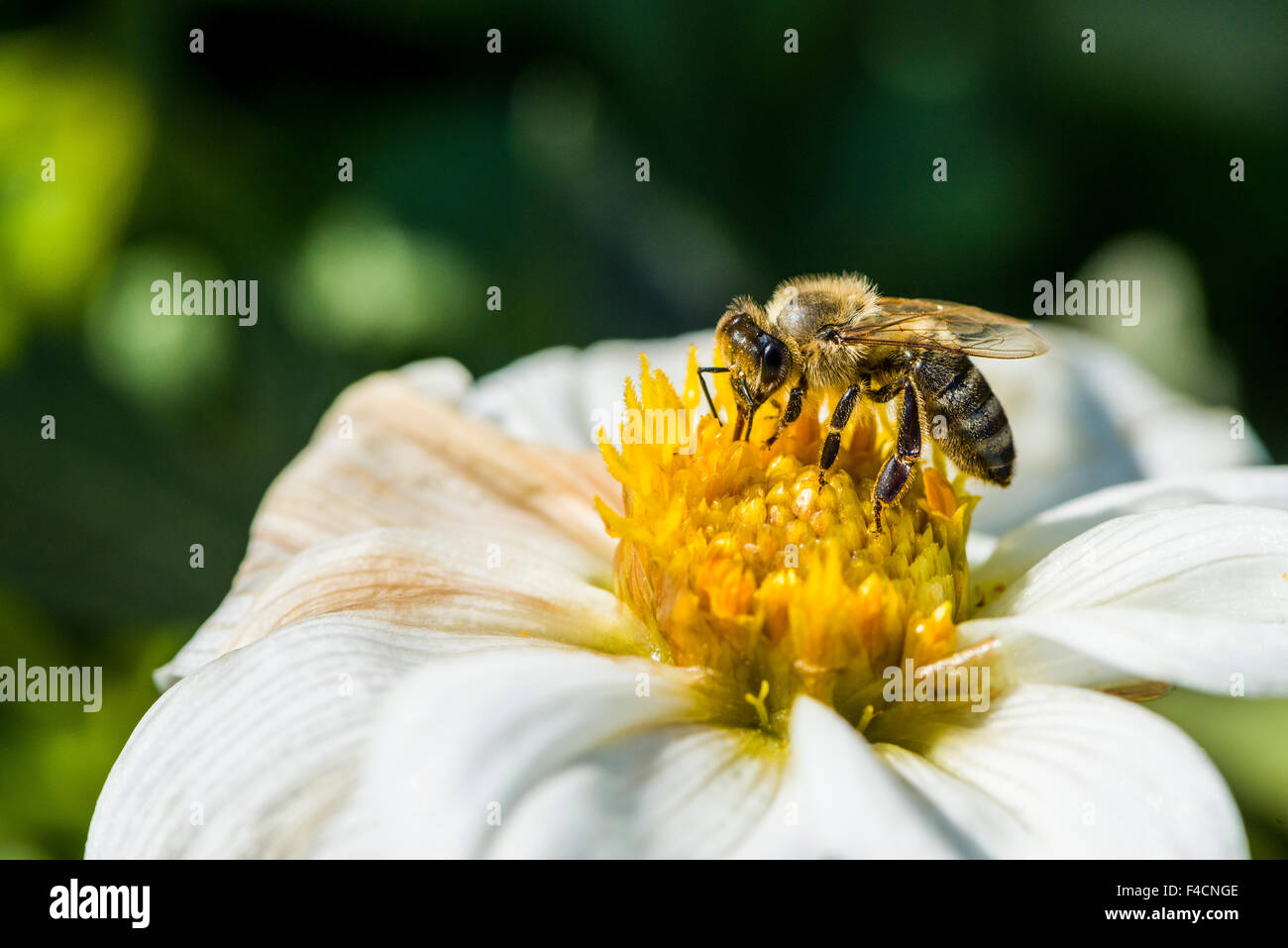 Un carniolan de abejas (Apis mellifera Carnica) está recogiendo el néctar de una flor Dalia (Asteraceae) Foto de stock