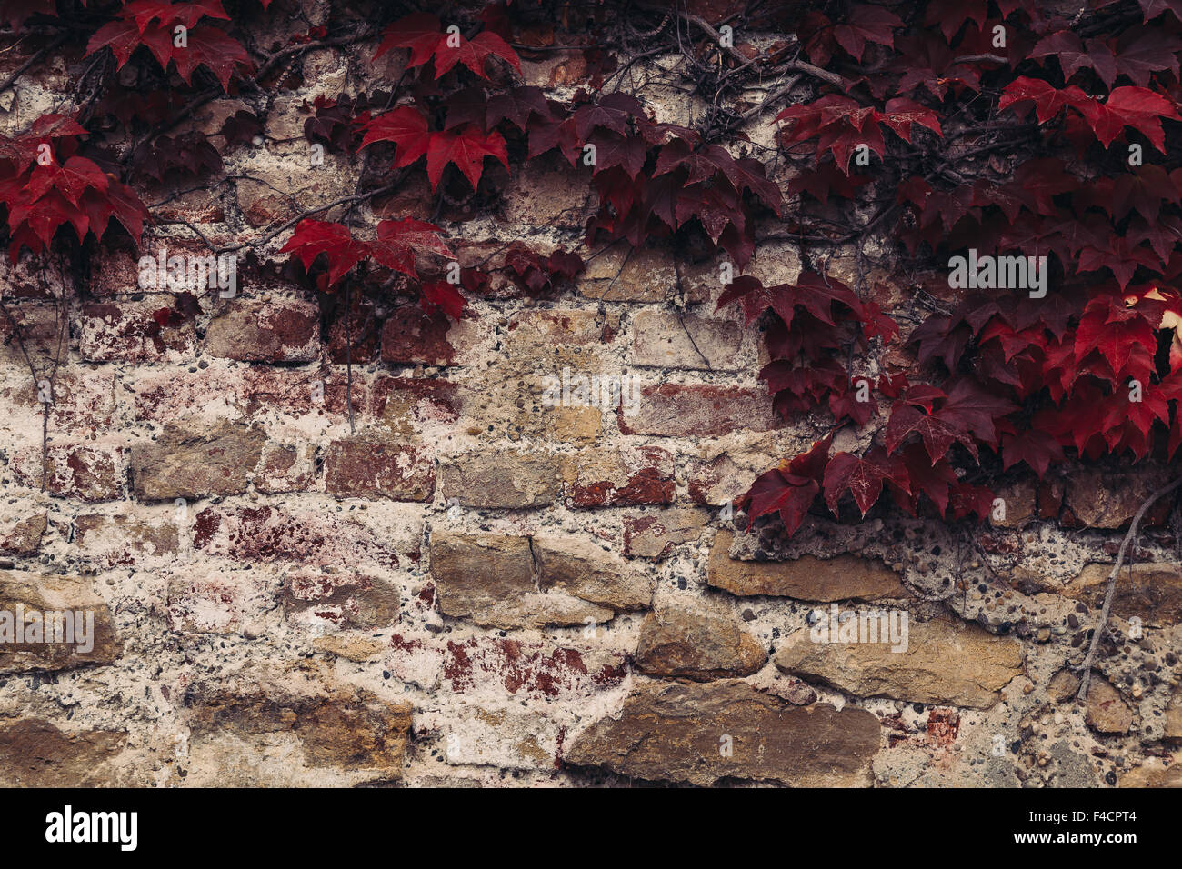 Un primer plano a una pared con hojas viejas en otoño. No hay espacio para el texto Foto de stock